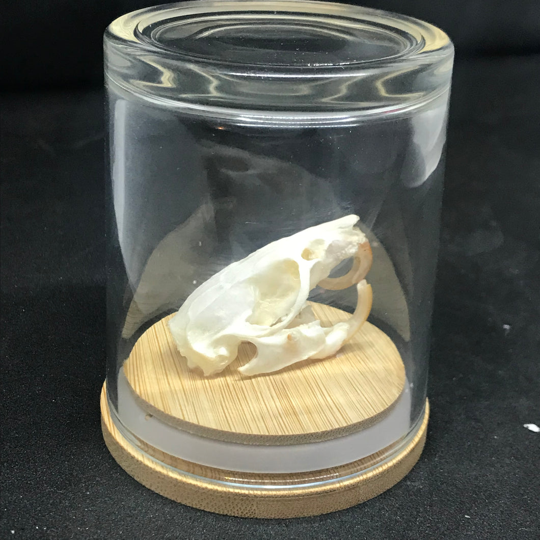 Pet memorial rat skull