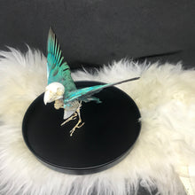 Load image into Gallery viewer, Turquoise lovebird skelly
