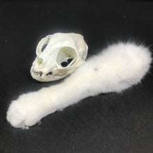 Load image into Gallery viewer, Cat skull and paw memorial
