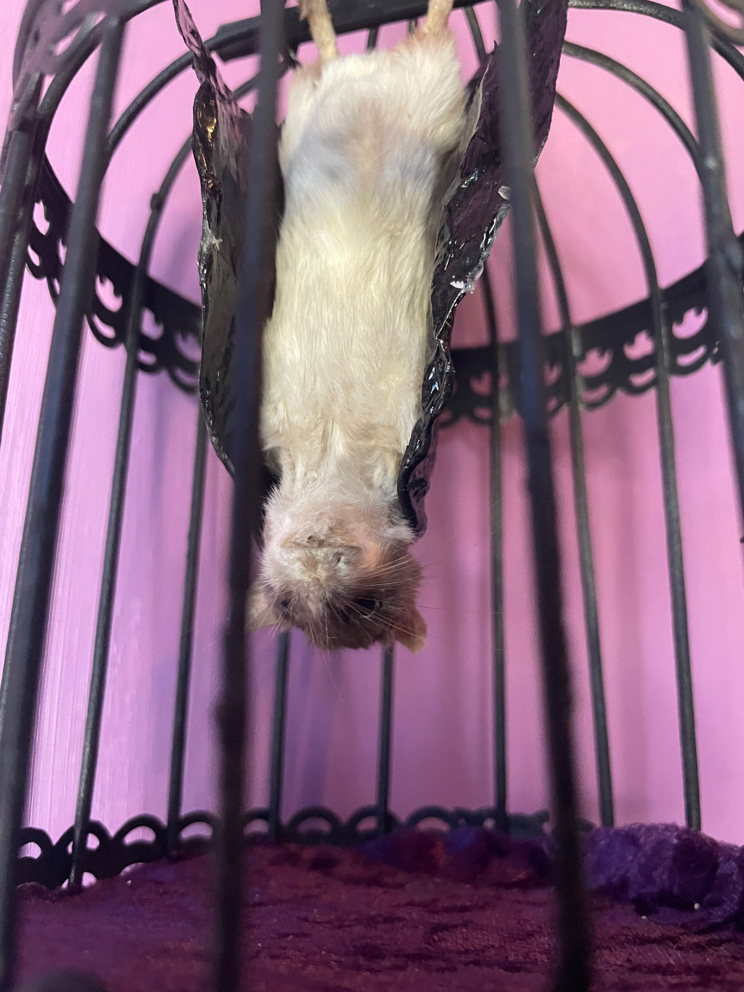 Not Bat, Bat