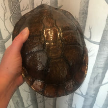 Load image into Gallery viewer, Turtle shell
