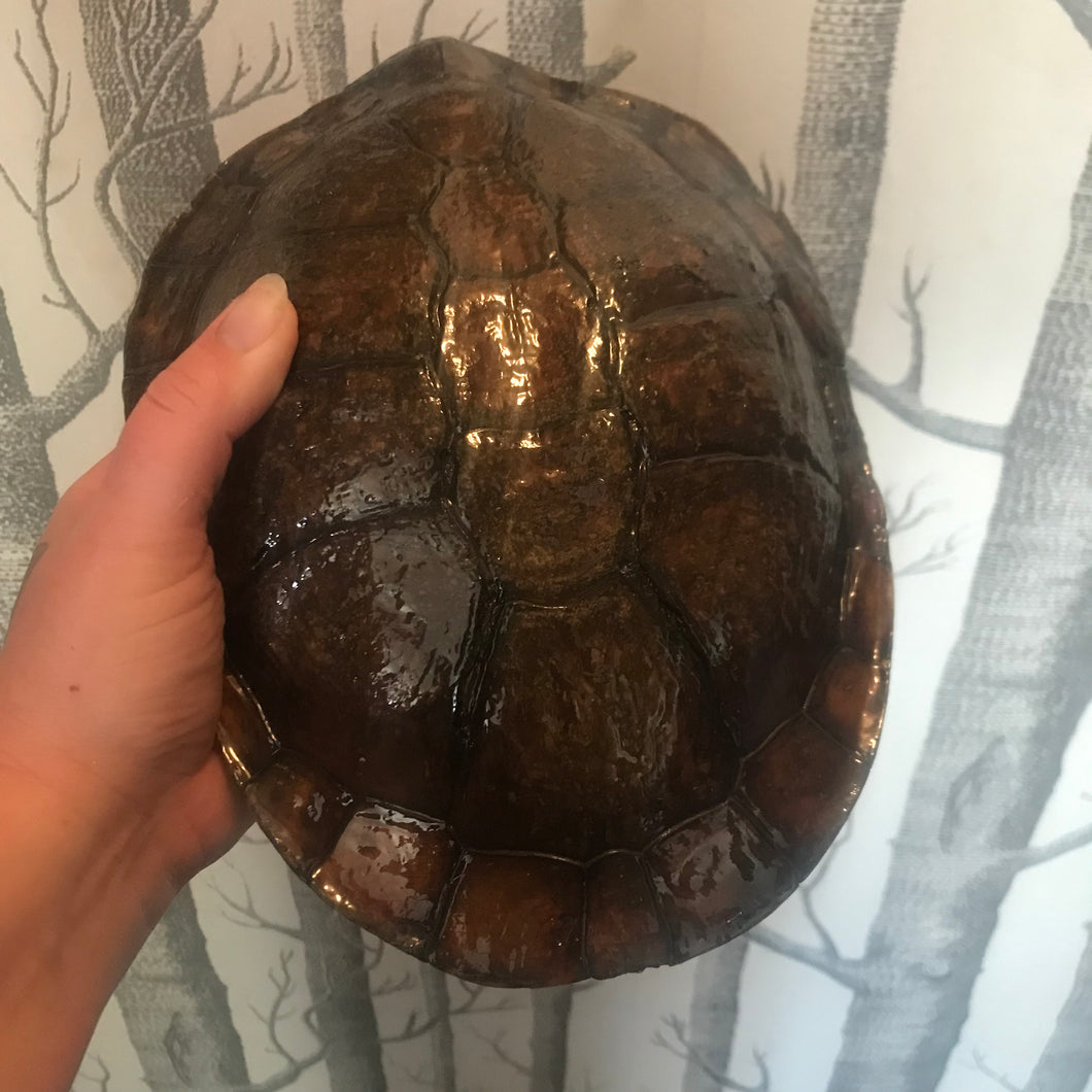 Turtle shell