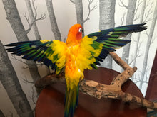 Load image into Gallery viewer, Sunny the sun Conure
