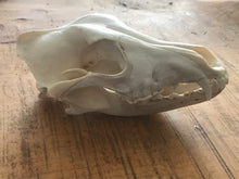 Load image into Gallery viewer, Wild dog/dingo skulls
