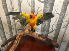 Load image into Gallery viewer, Sunny the sun Conure
