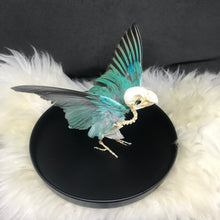 Load image into Gallery viewer, Turquoise lovebird skelly
