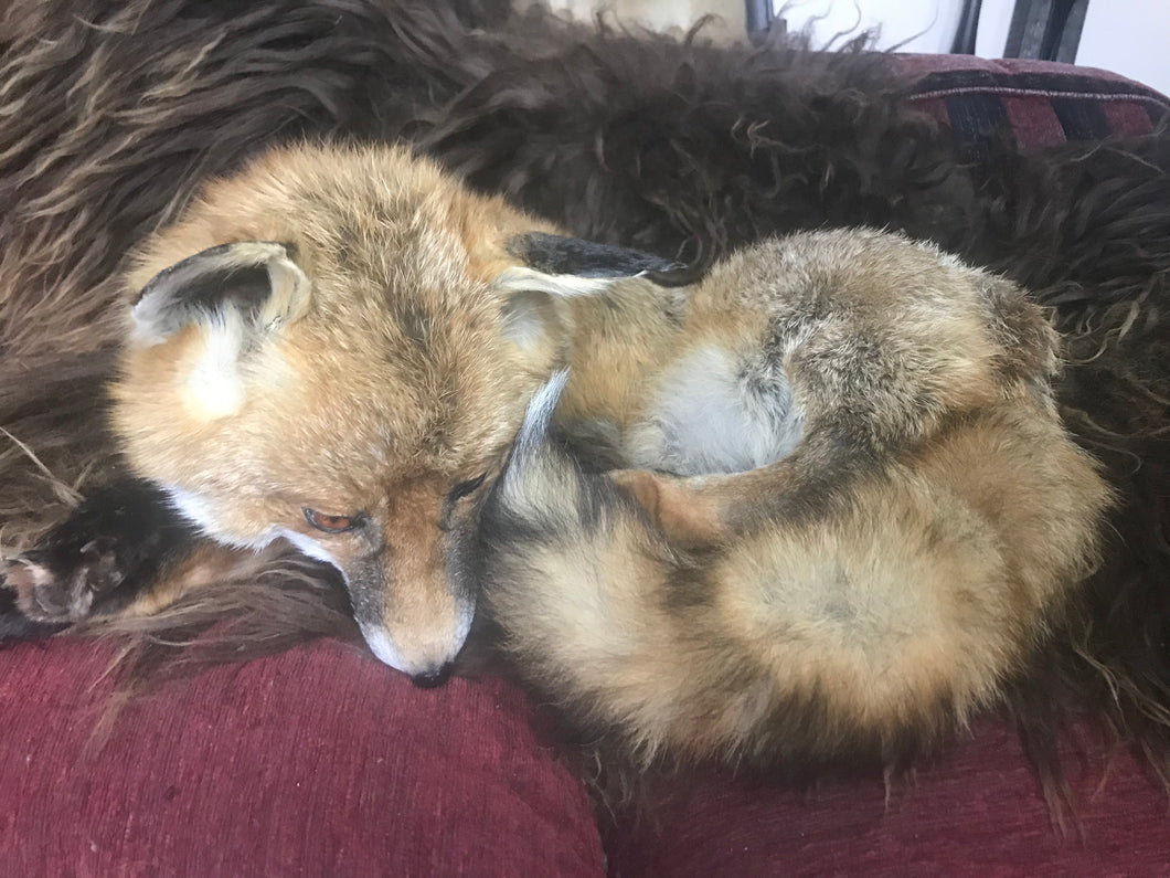 Softmount fox Sam