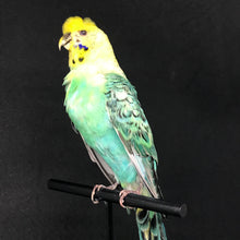 Load image into Gallery viewer, Pet memorial budgie full taxidermy
