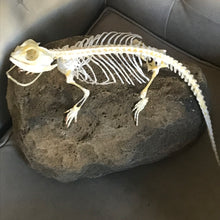 Load image into Gallery viewer, pet memorial bearded dragon
