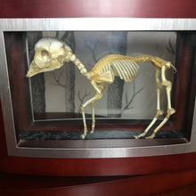 Load image into Gallery viewer, Fawn skeleton
