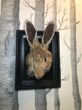 Load image into Gallery viewer, Bunny skull taxidermy
