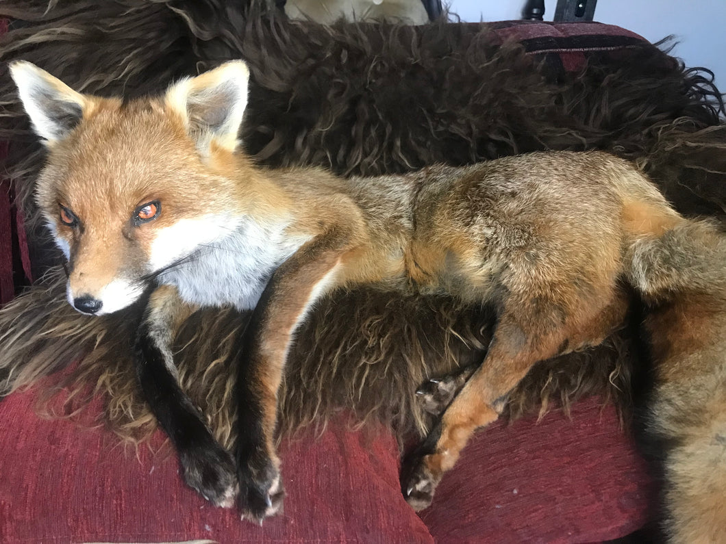 Softmount fox Dean