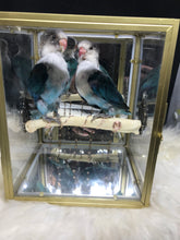 Load image into Gallery viewer, Turquoise Lovebirds
