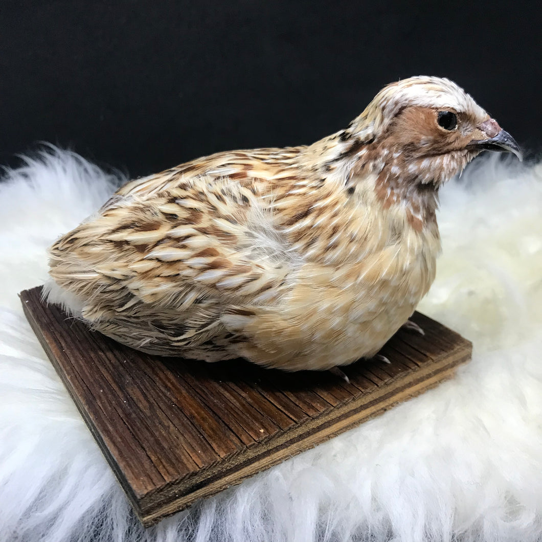 Pet quail full taxidermy