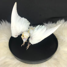 Load image into Gallery viewer, Skelly Bird - Angel
