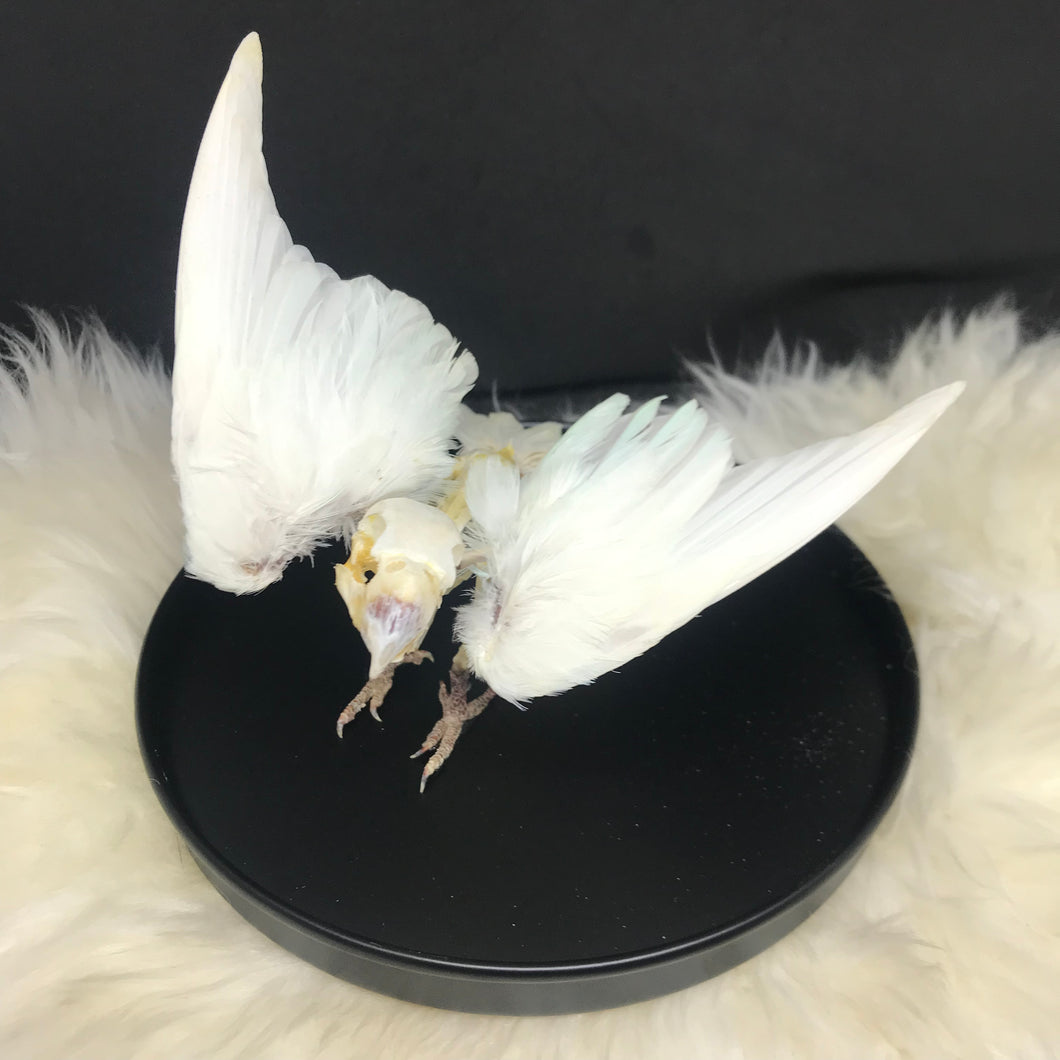 Skelly Bird - Angel