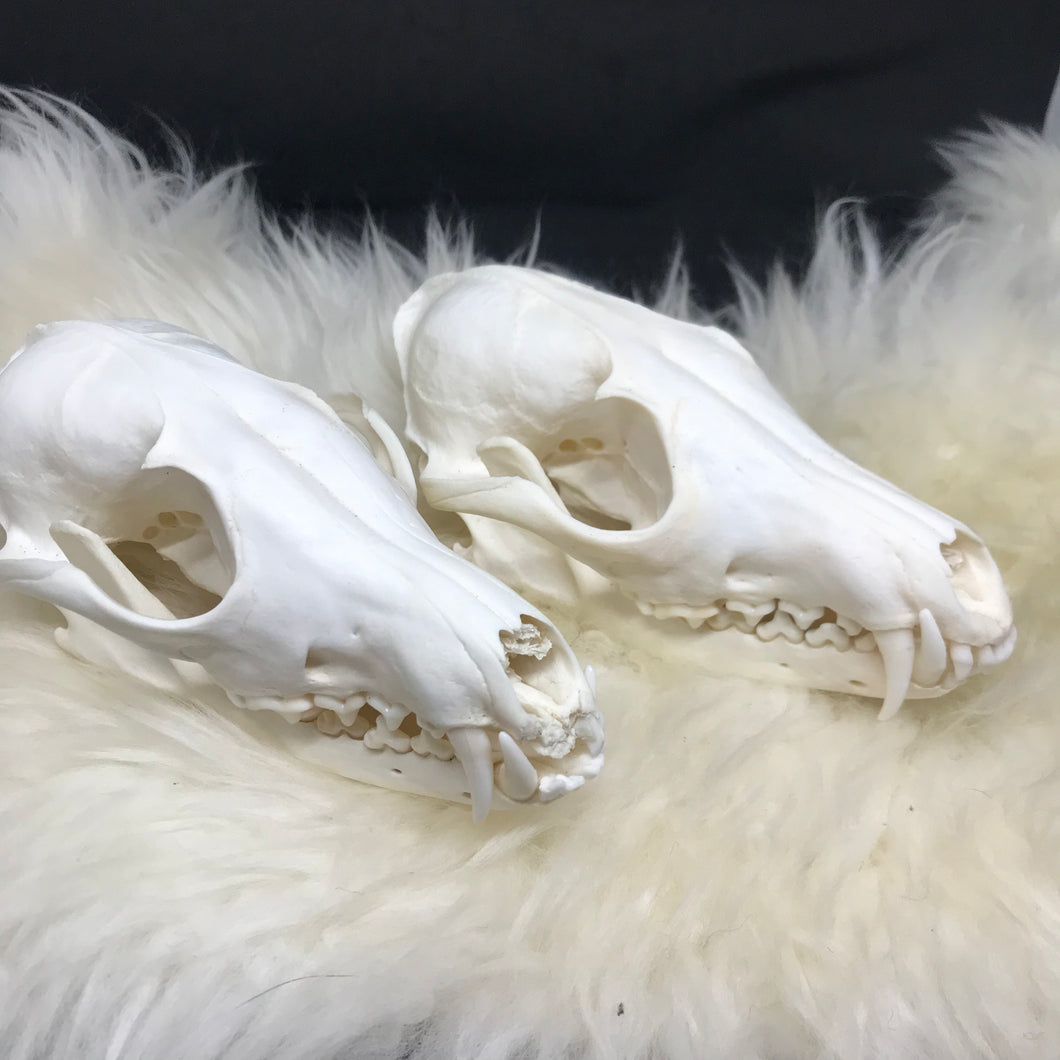 Fox skulls