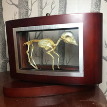 Load image into Gallery viewer, Fawn skeleton
