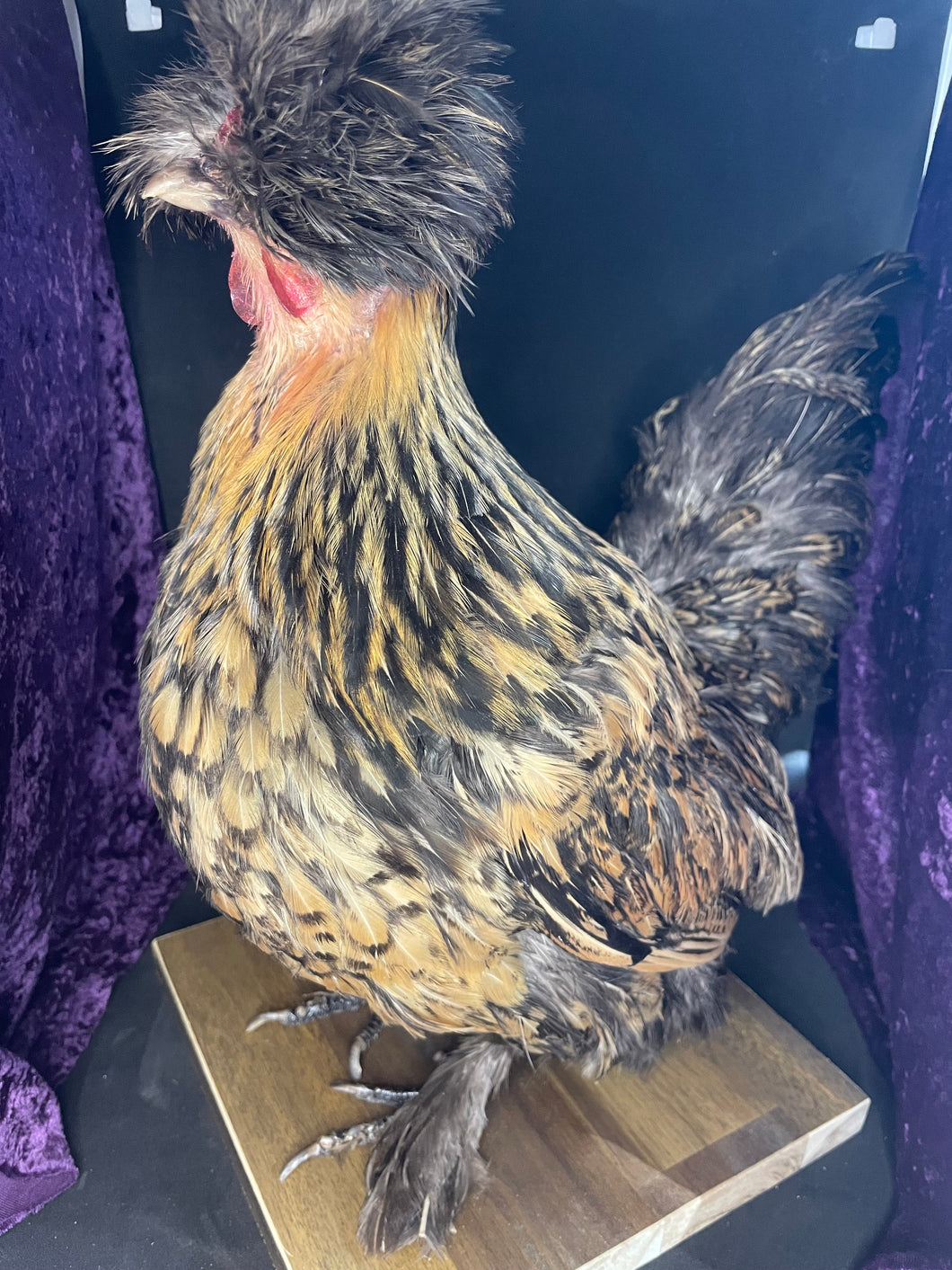 Pet memorial chicken taxidermy
