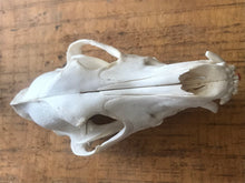 Load image into Gallery viewer, Wild dog/dingo skulls
