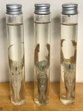 Load image into Gallery viewer, Wet specimen duck tongues

