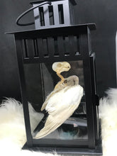 Load image into Gallery viewer, Skelly bird in lantern
