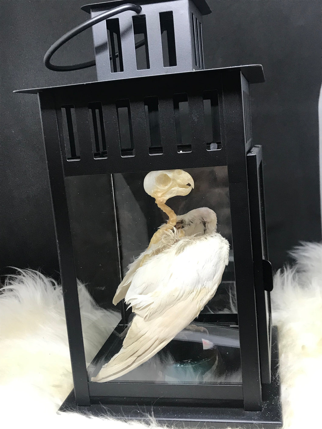 Skelly bird in lantern