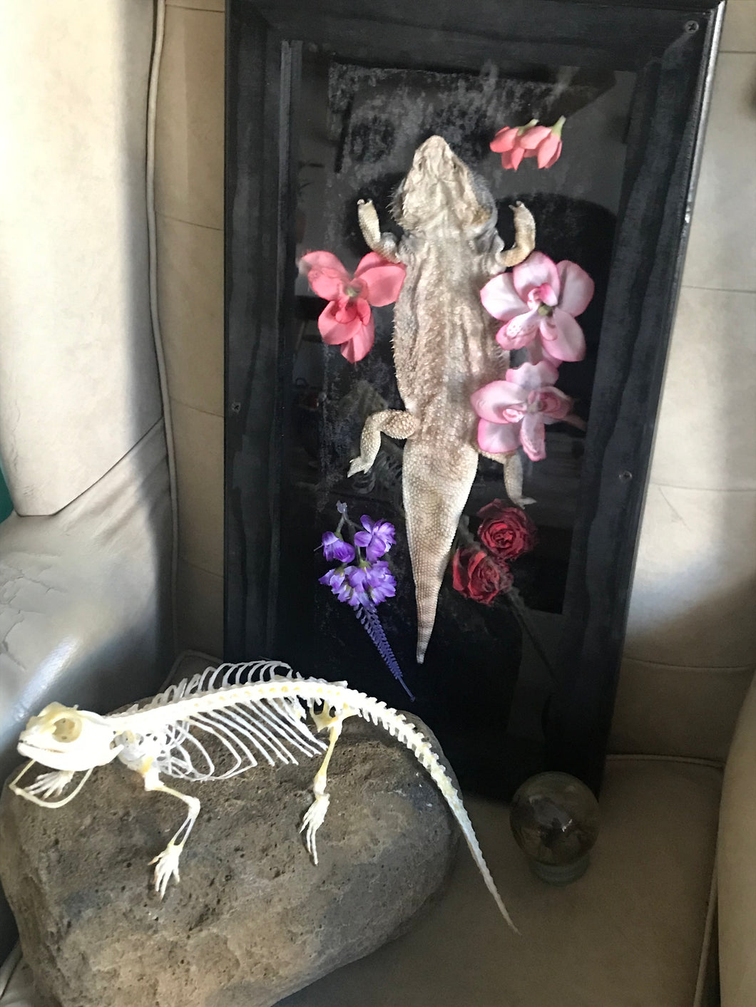 pet memorial bearded dragon