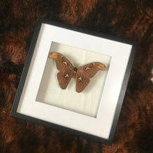 Load image into Gallery viewer, Atlas Moth
