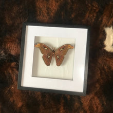Load image into Gallery viewer, Atlas Moth

