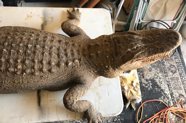 Aligator restore