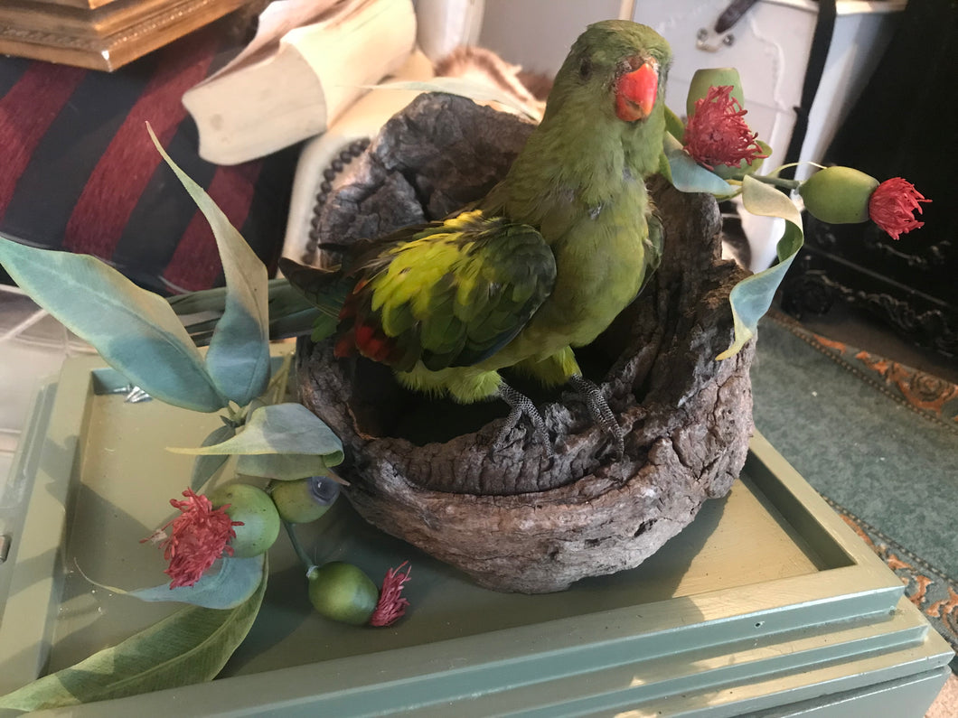 Regent parrot custom order