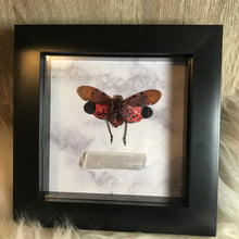 Load image into Gallery viewer, Lantern fly
