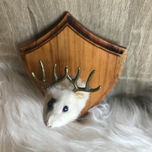 Load image into Gallery viewer, Trophy Deer Rat
