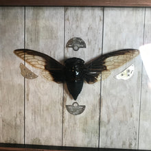 Load image into Gallery viewer, Cicada - framed
