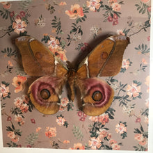 Load image into Gallery viewer, Madagascar Bullseye Moth
