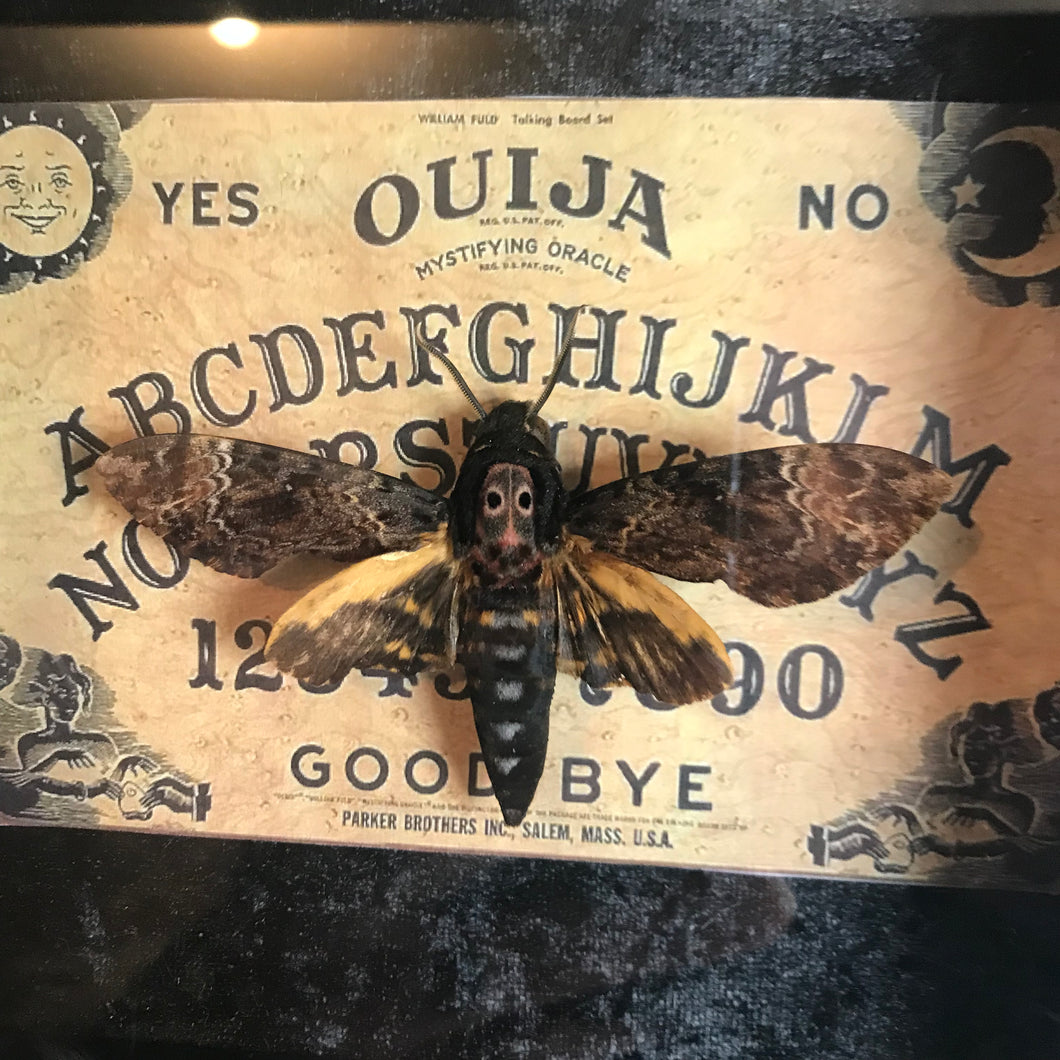Deaths head hawk moth