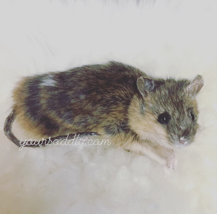 Otto - pet mouse taxidermy