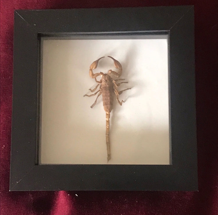 Pet scorpion memorial
