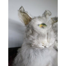 Load image into Gallery viewer, conjoined rabbit taxidermy
