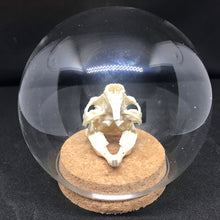 Load image into Gallery viewer, guinea pig skull in dome
