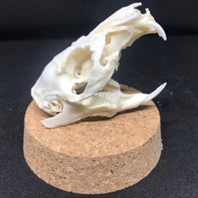 Load image into Gallery viewer, guinea pig skull in dome
