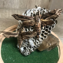 Load image into Gallery viewer, Oleander hawk moths
