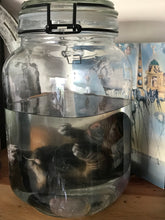 Load image into Gallery viewer, Wet specimen border terrier
