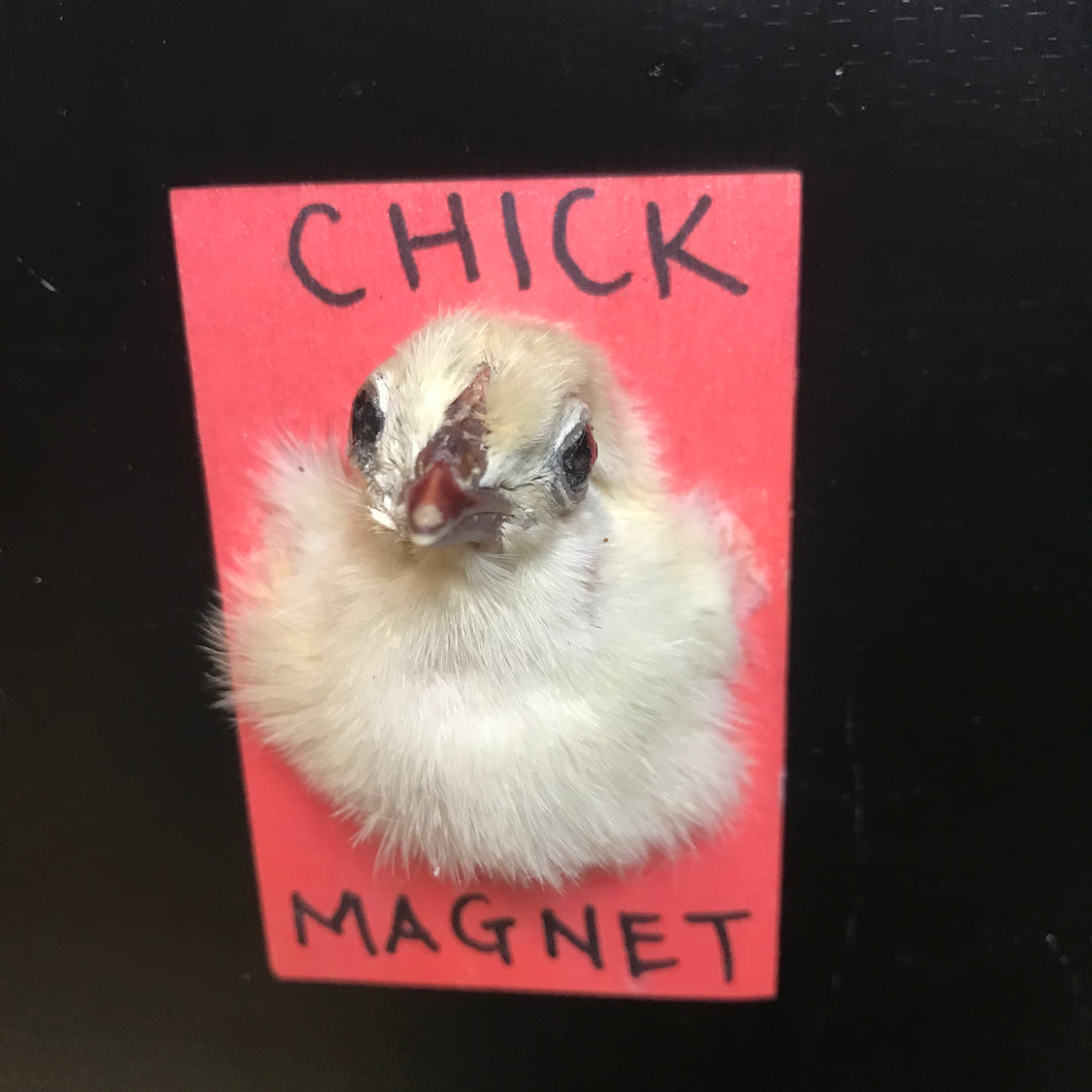 chick magnets