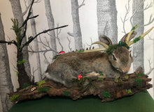 Load image into Gallery viewer, Taxidermy Rabbit, fantasy forest style
