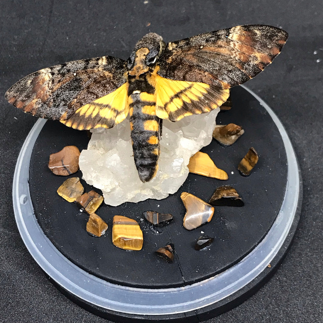 Death head hawk moth crystal dome