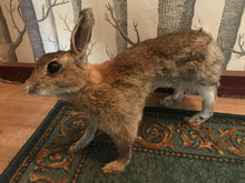 Load image into Gallery viewer, Taxidermy wild rabbit
