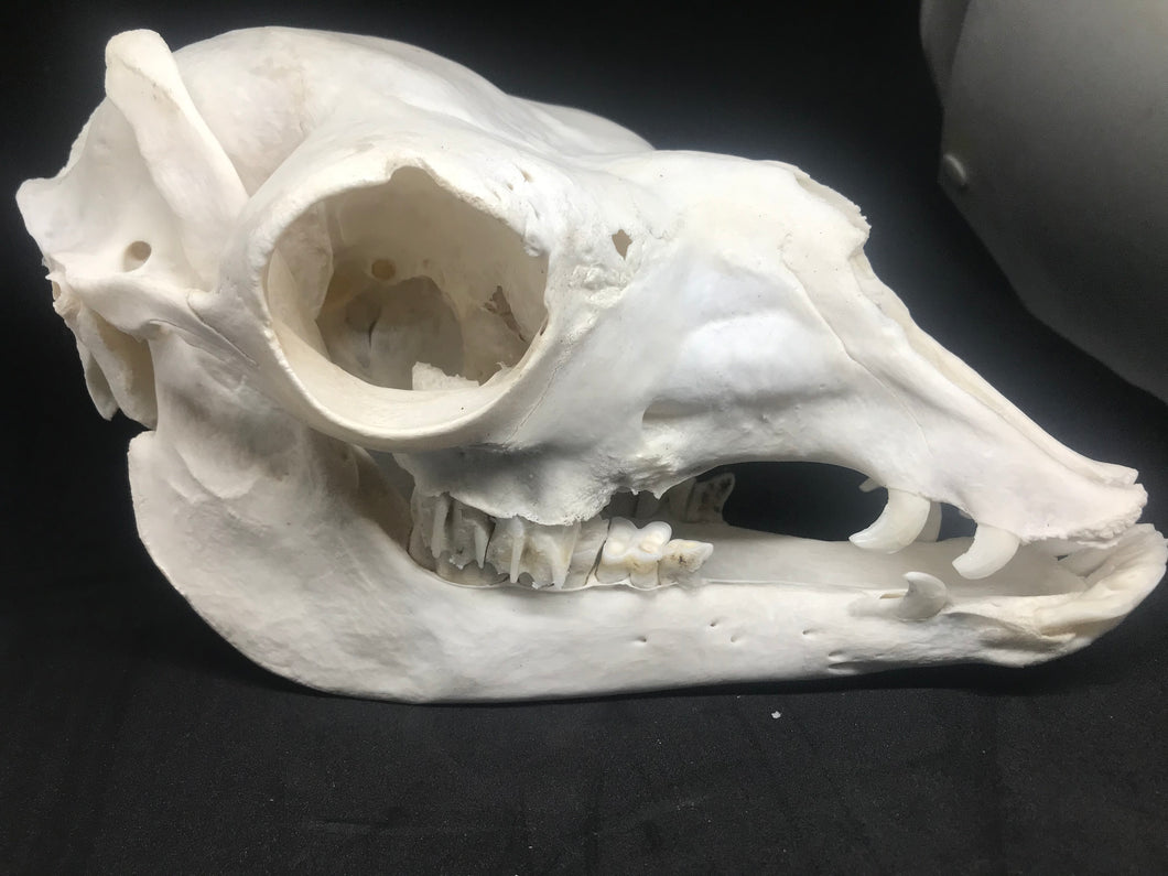 Alpaca skull