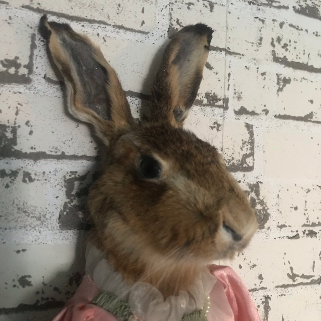 Hare taxidermy porcelain doll